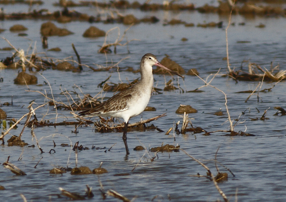 Black-tailed Godwit