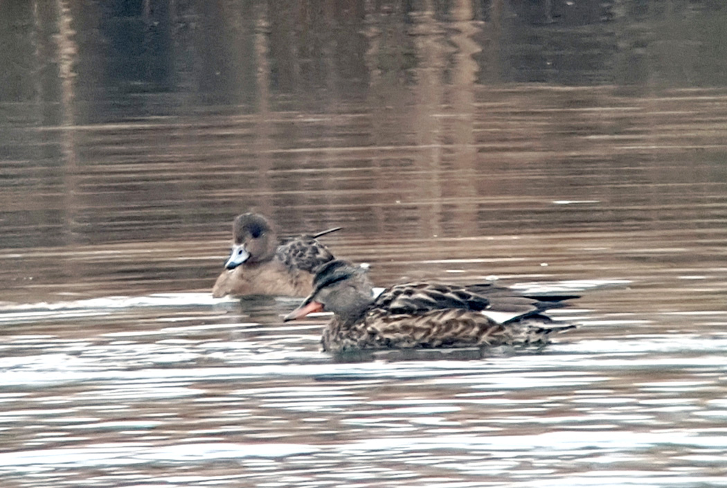 Gadwall