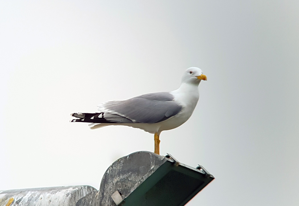 Yellow-legged Gull