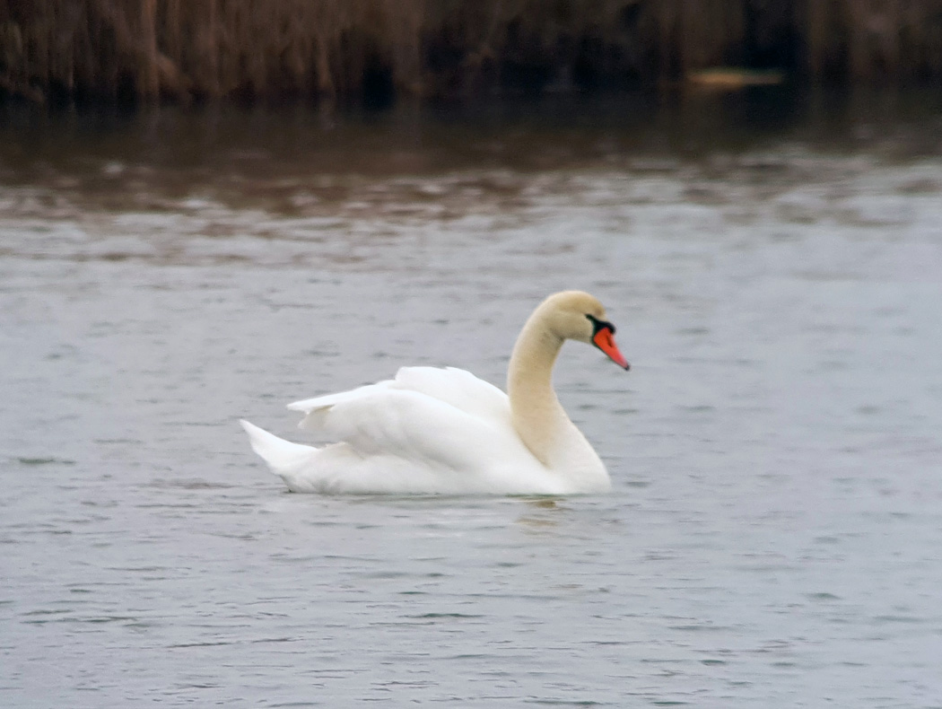 Mute Swan