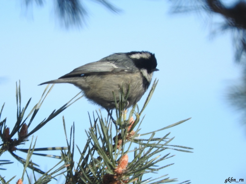 Coal Tit