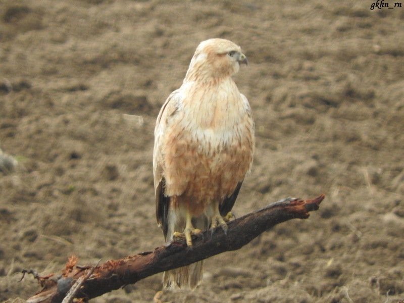 Long-legged Buzzard