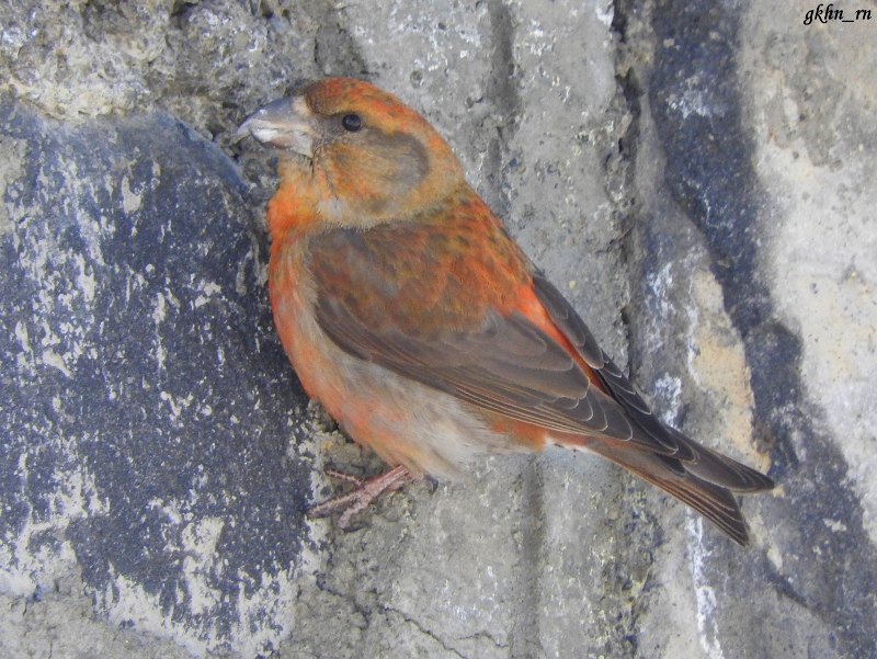 Red Crossbill