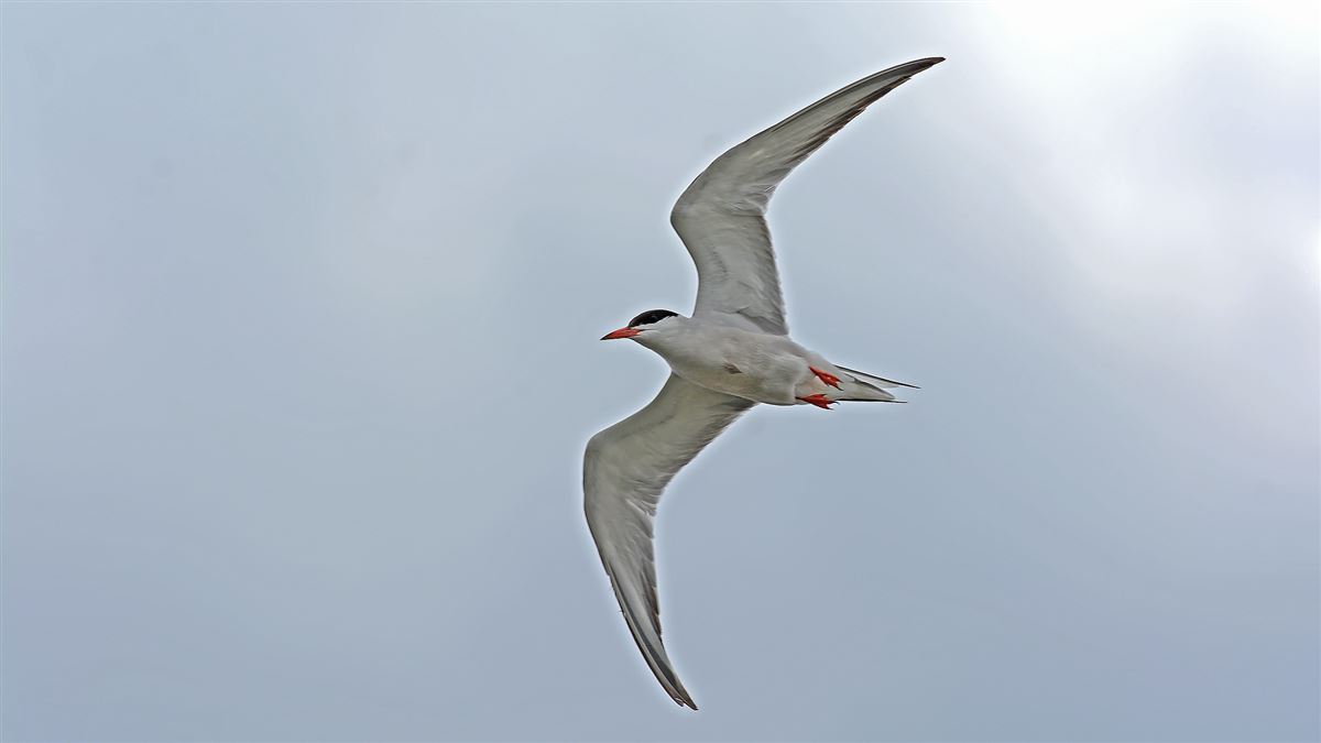 Common Tern