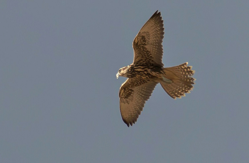 Saker Falcon