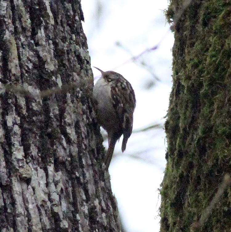 Short-toed Treecreeper