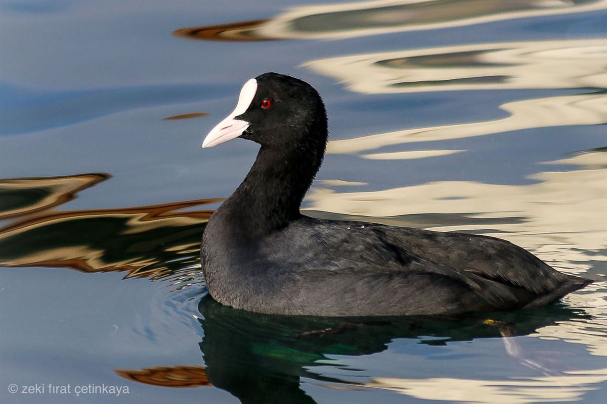 Eurasian Coot