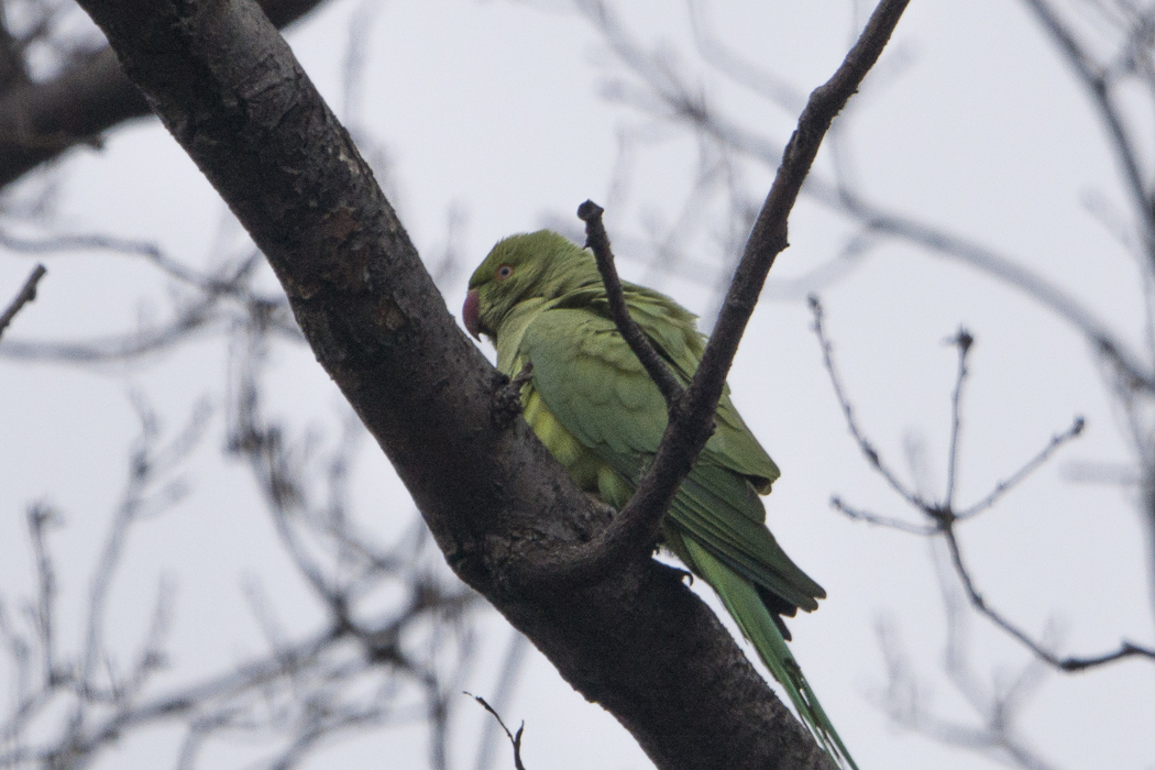 Rose-ringed Parakeet