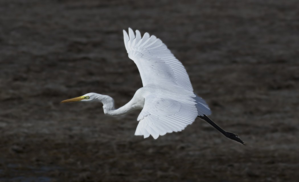 Great Egret