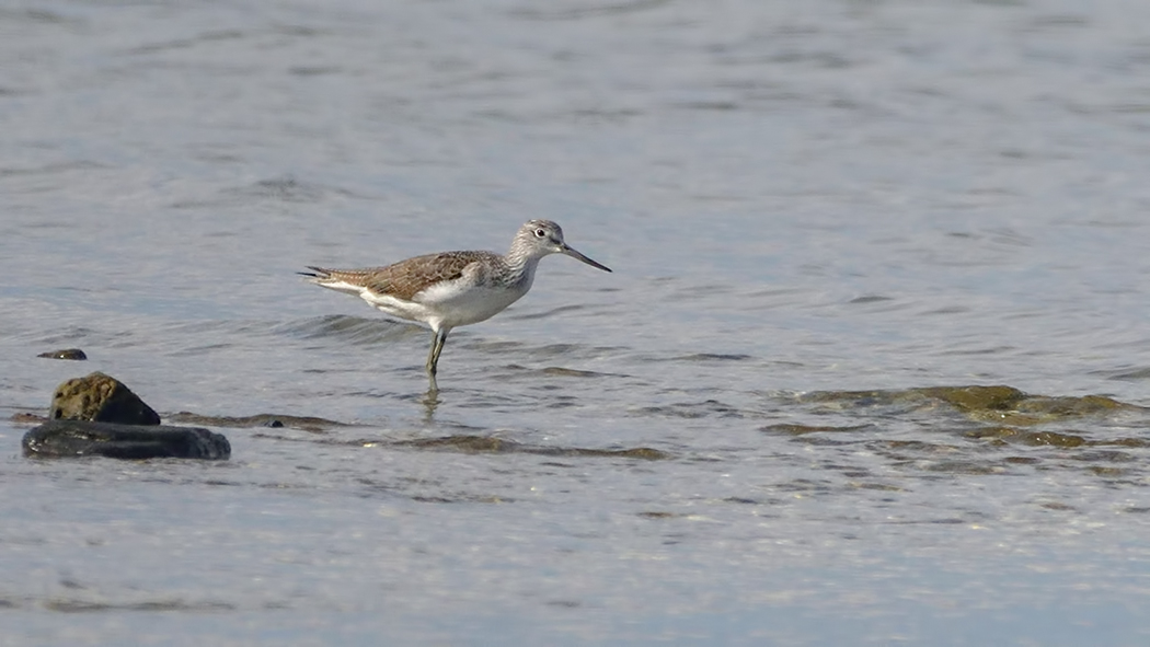 Common Greenshank
