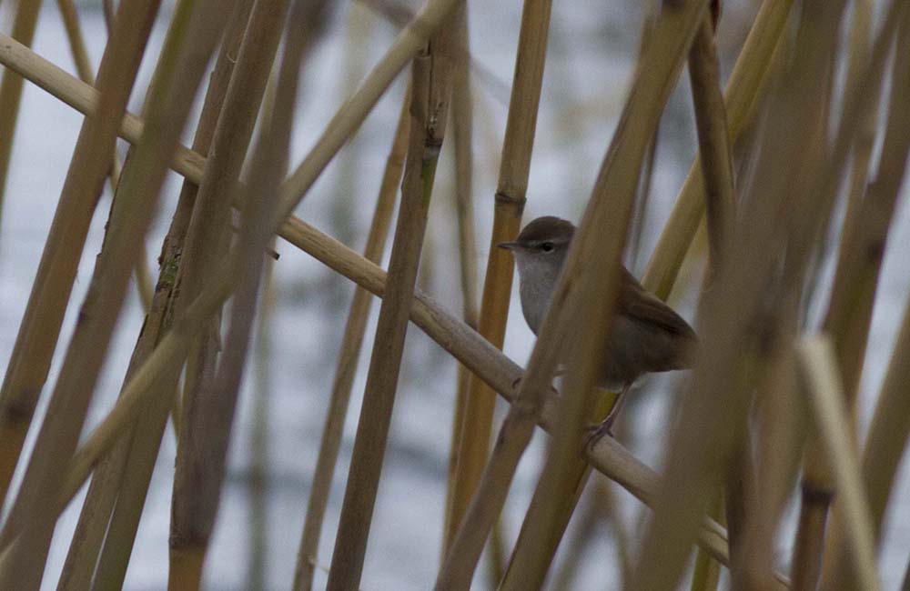 Cetti`s Warbler