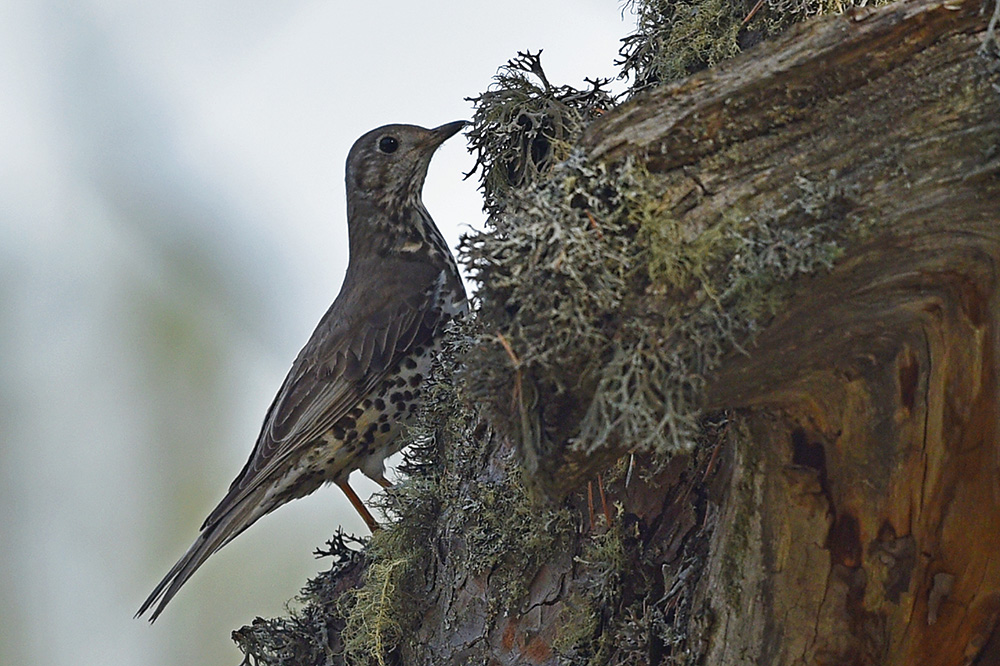 Mistle Thrush
