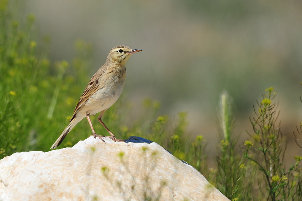 Tawny Pipit