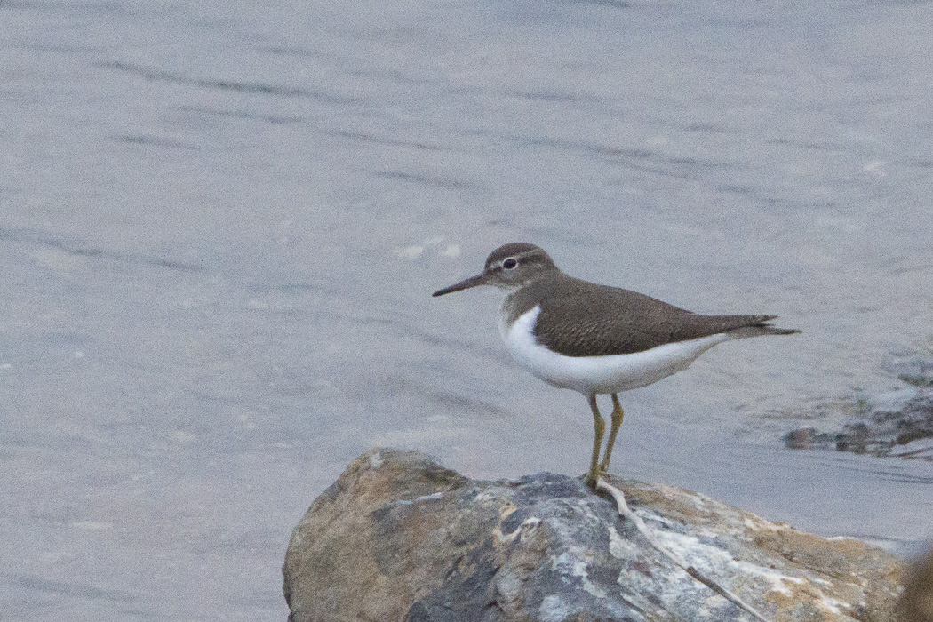 Common Sandpiper