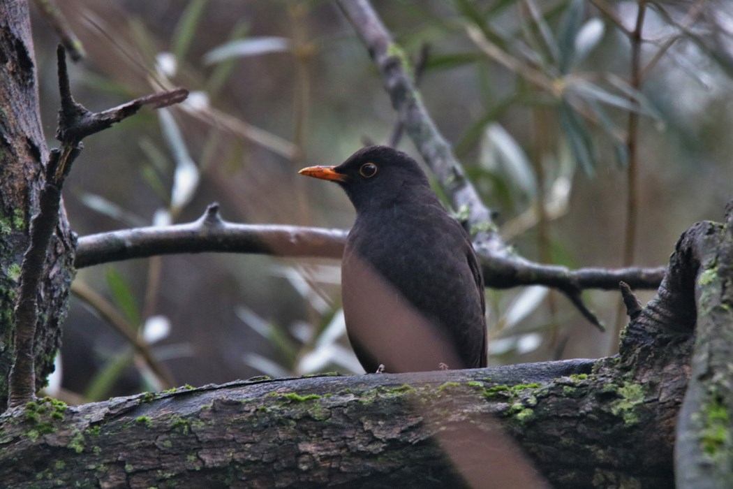 Common Blackbird