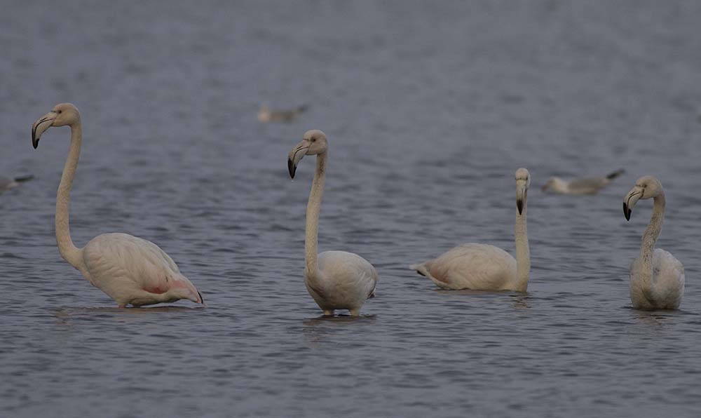Greater Flamingo