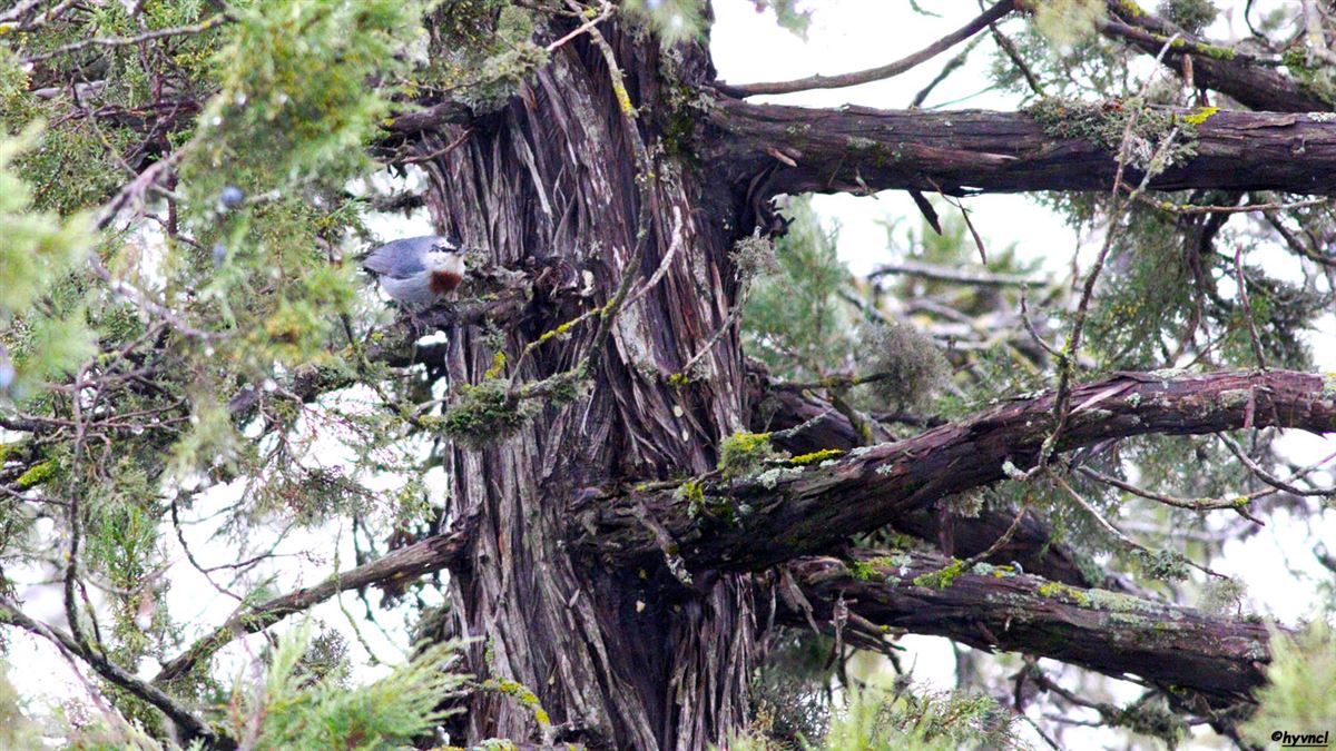 Krüper`s Nuthatch