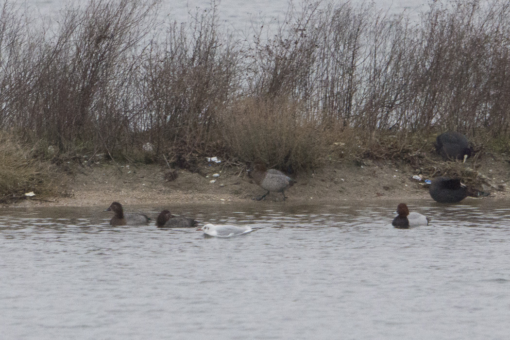 Common Pochard