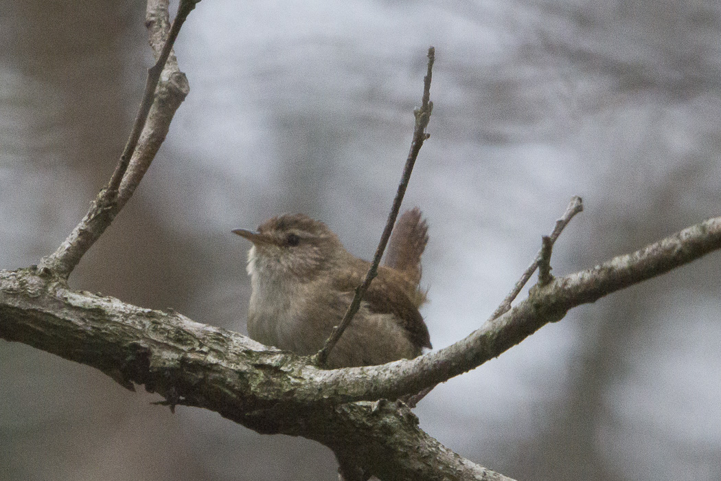 Eurasian Wren