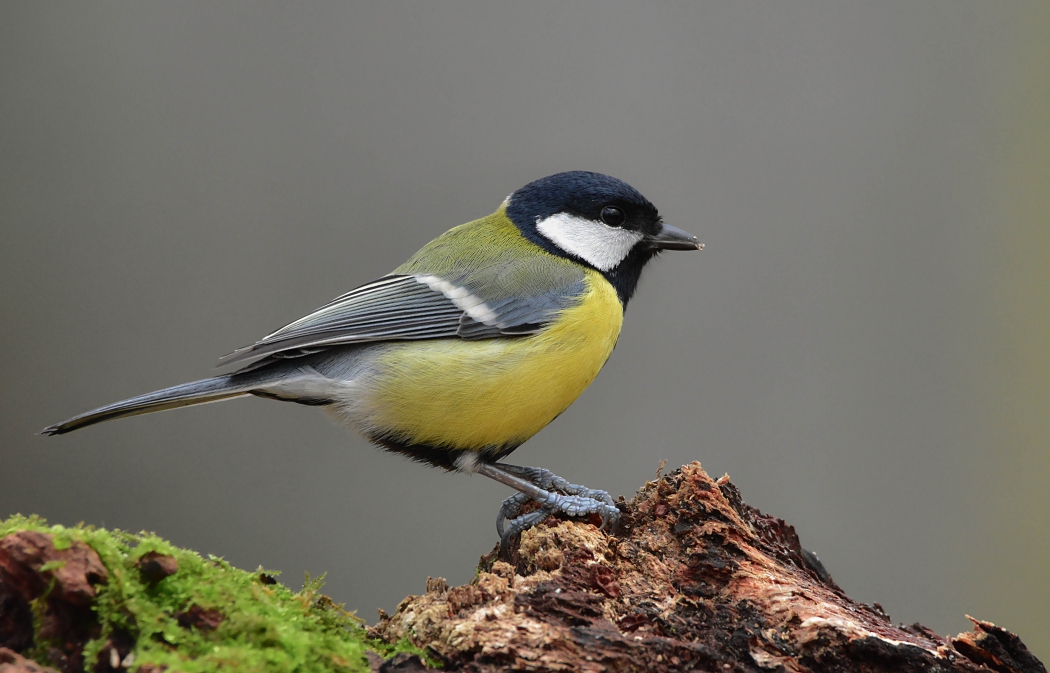 Great Tit