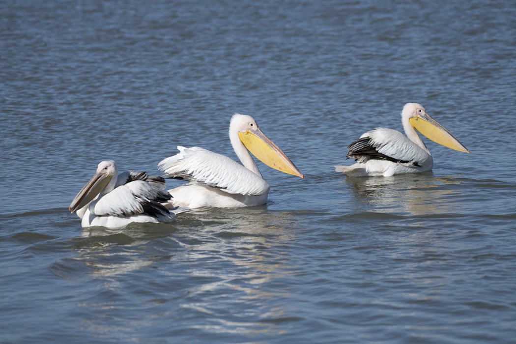 Great White Pelican