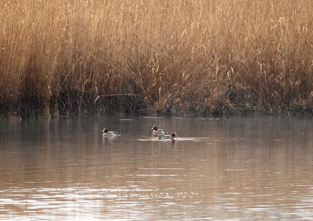 Eurasian Wigeon