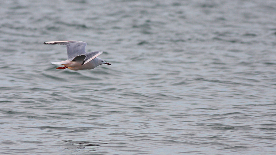 Slender-billed Gull