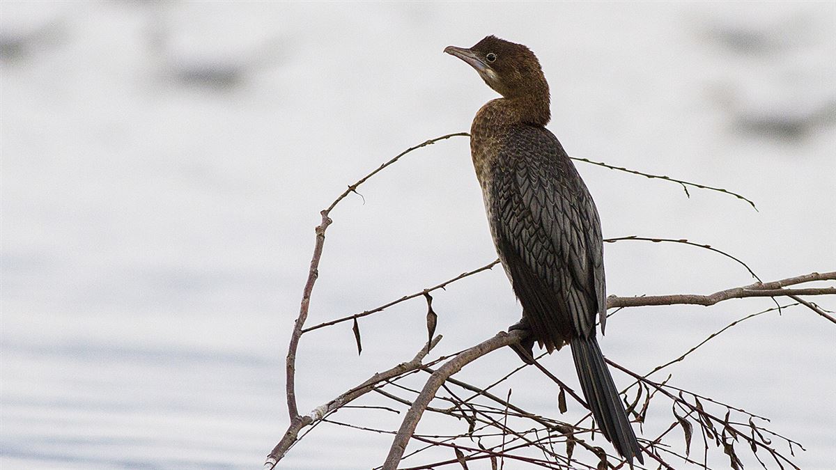 Pygmy Cormorant