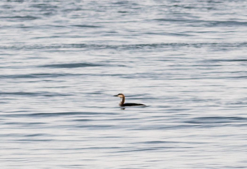 Black-throated Loon