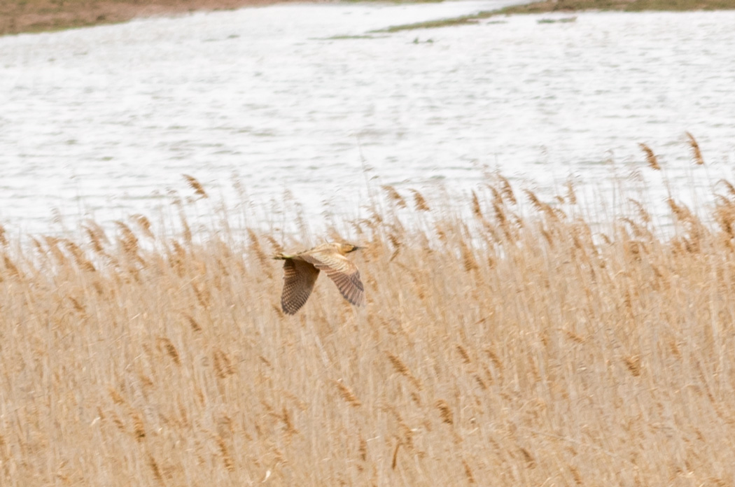 Eurasian Bittern