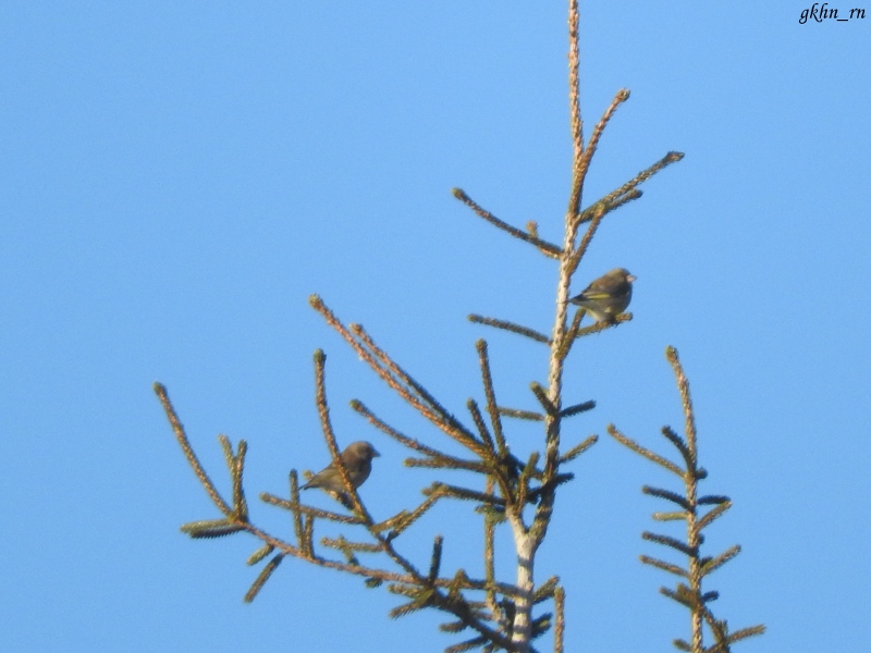 European Greenfinch