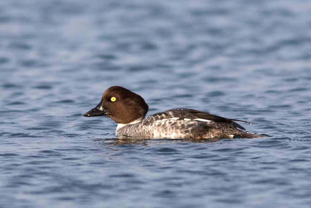 Common Goldeneye