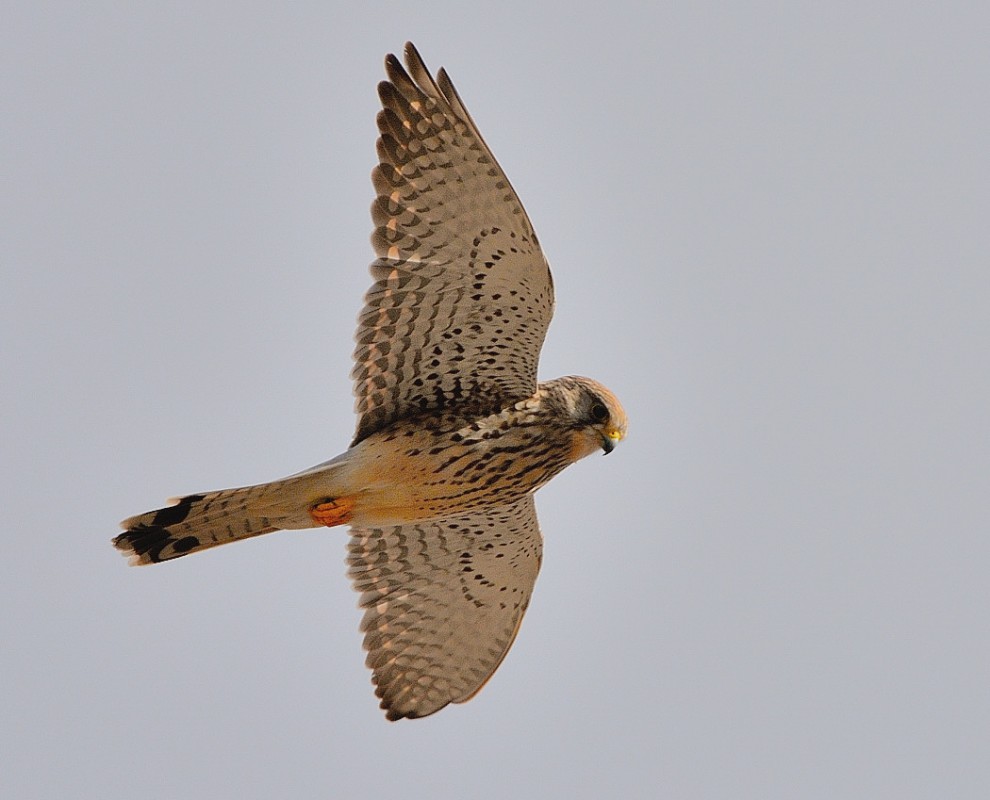 Common Kestrel