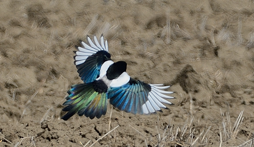 Eurasian Magpie