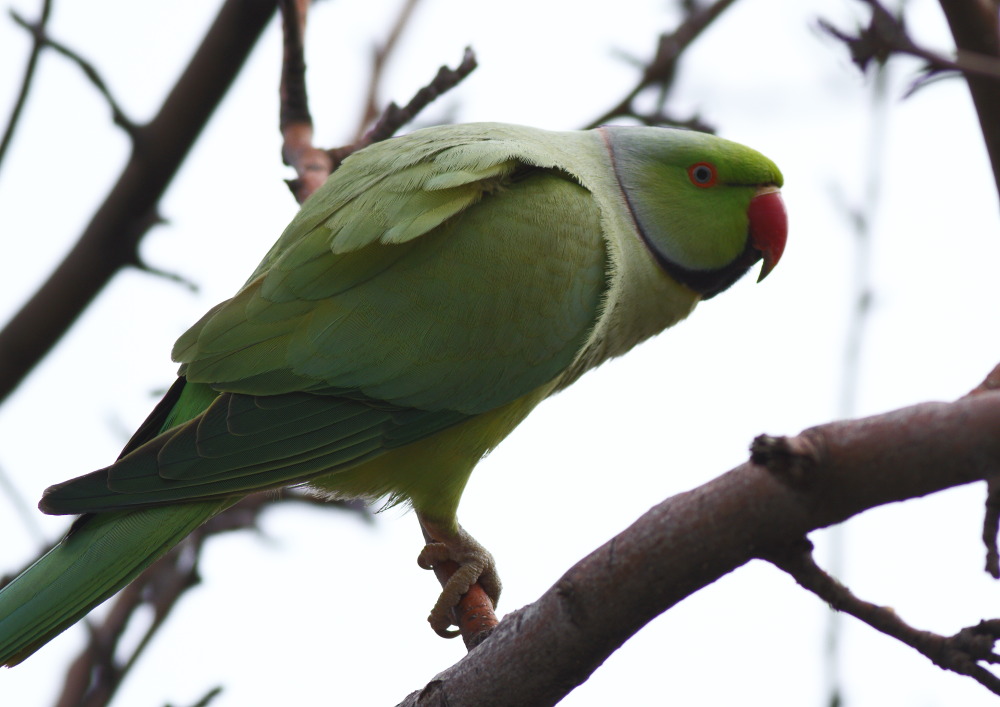 Rose-ringed Parakeet