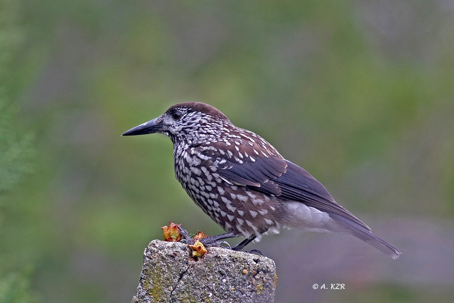Northern Nutcracker