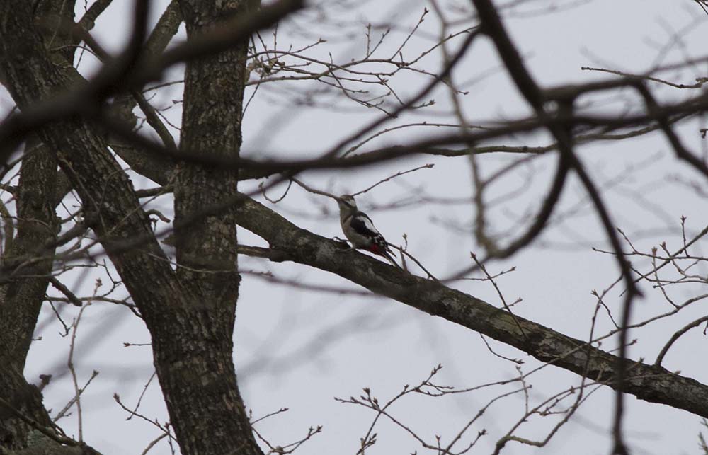 Great Spotted Woodpecker