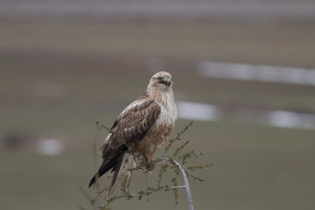 Long-legged Buzzard