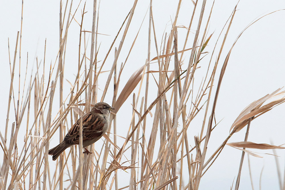 House Sparrow