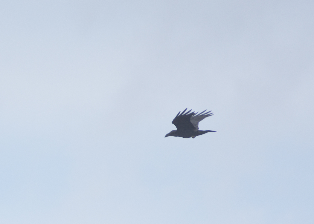 Northern Raven