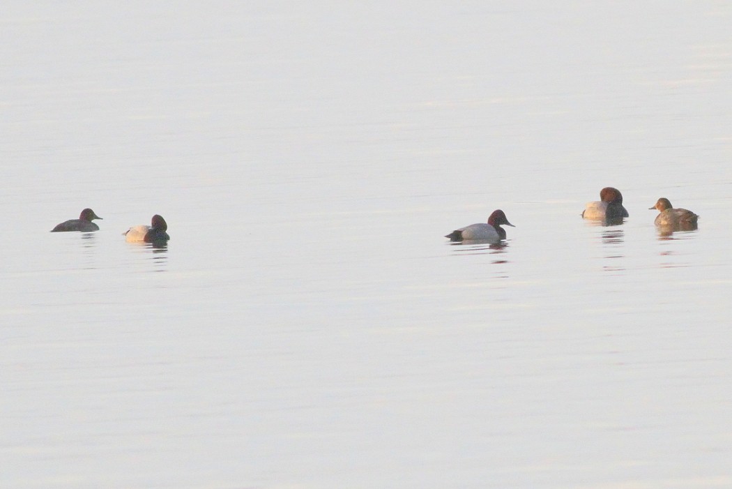 Common Pochard
