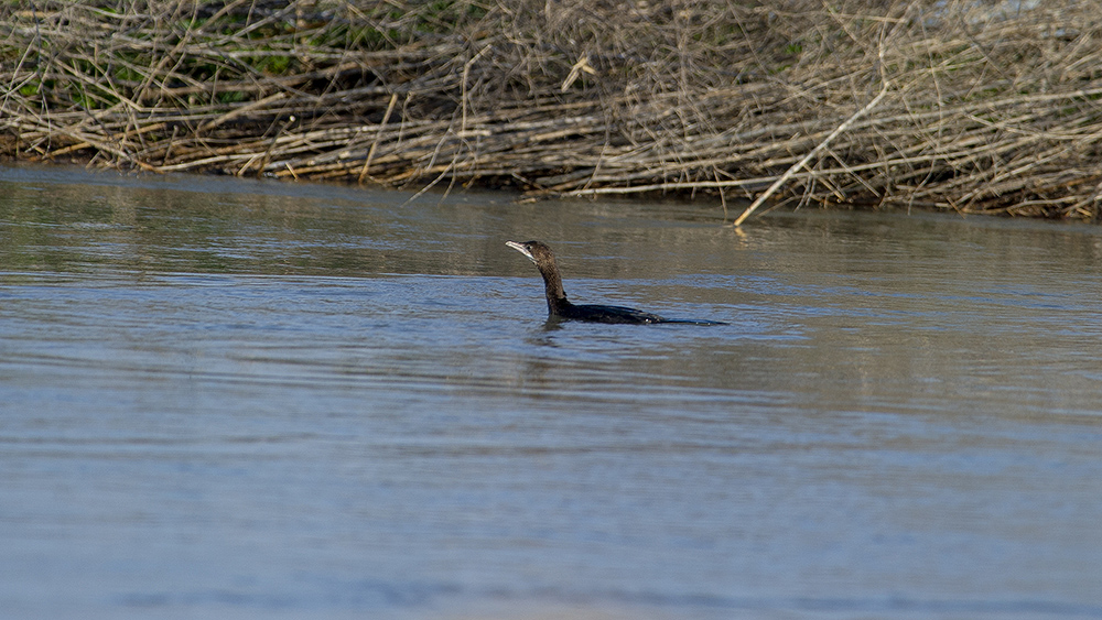 Pygmy Cormorant
