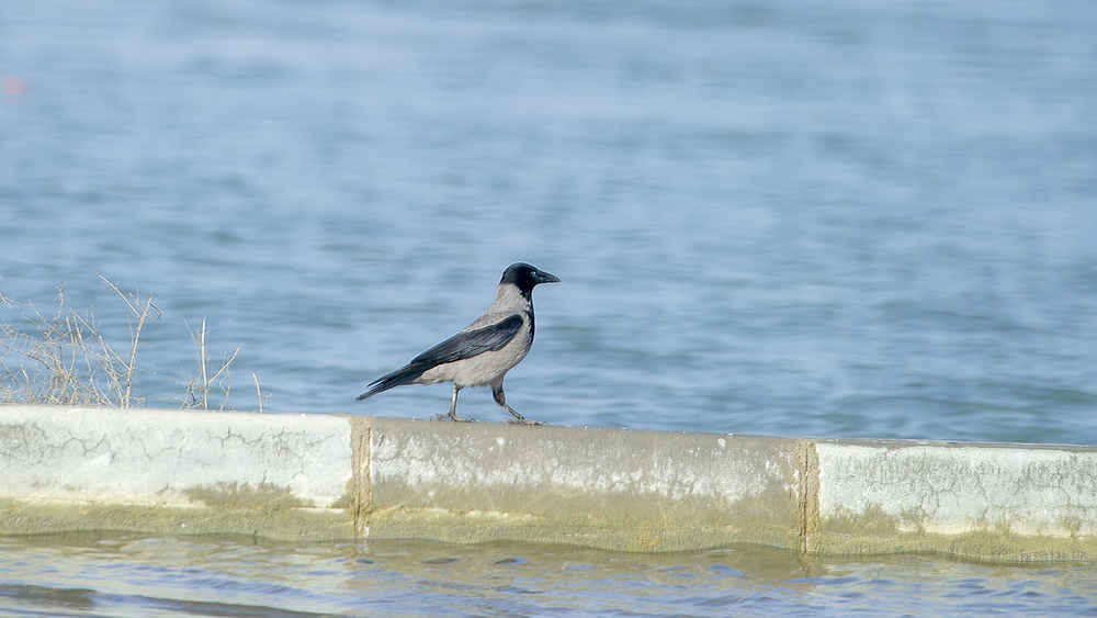 Hooded Crow