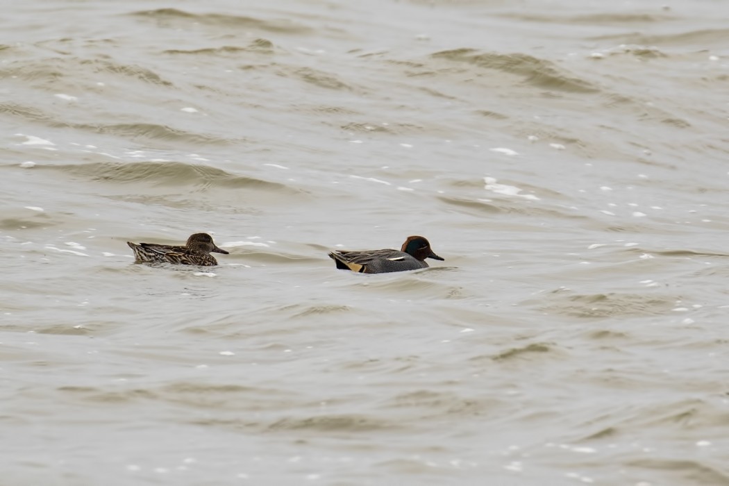 Eurasian Teal