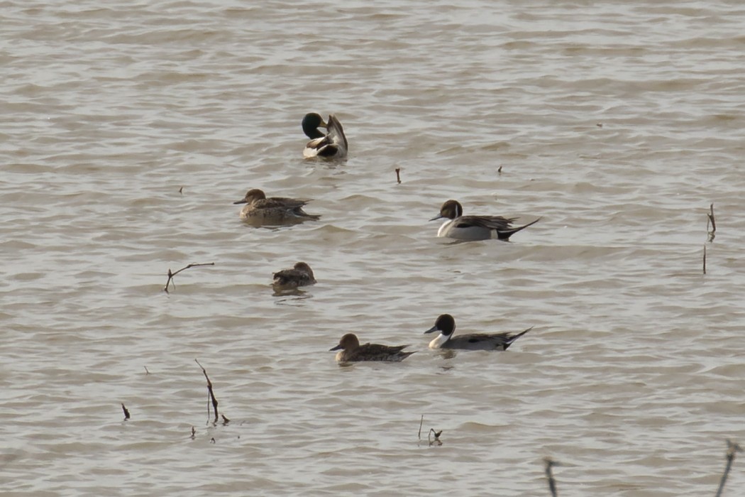 Northern Pintail