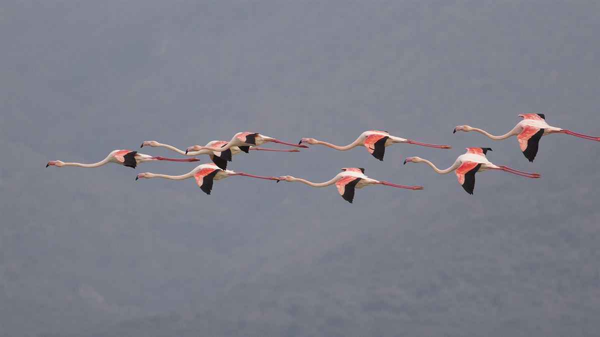 Flamingo
