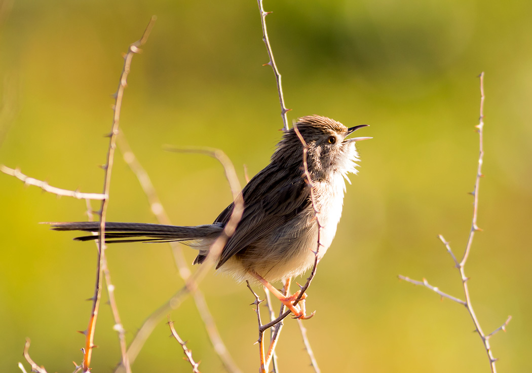 Delicate Prinia