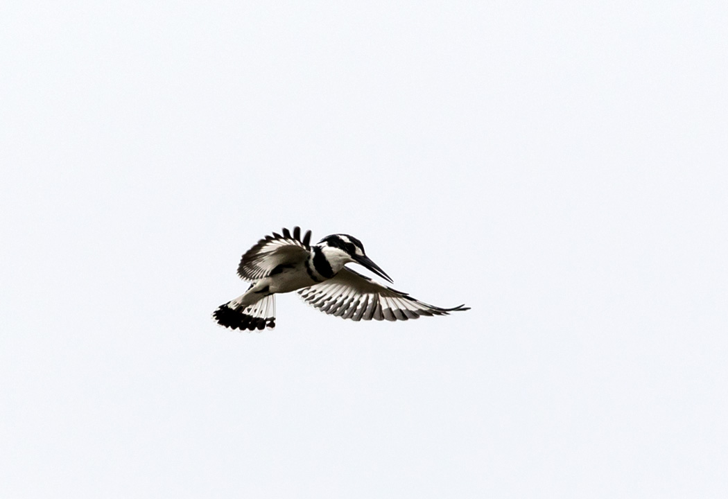 Pied Kingfisher