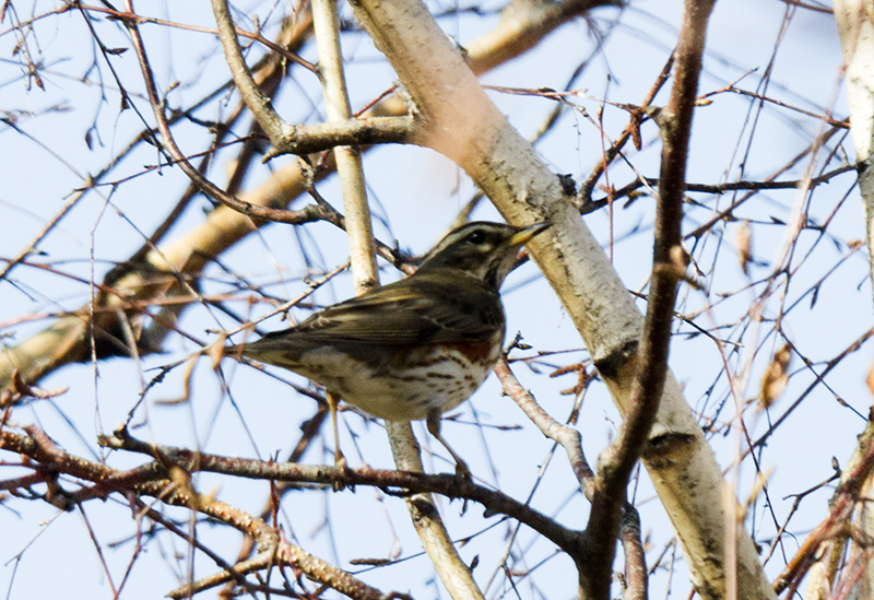 Redwing