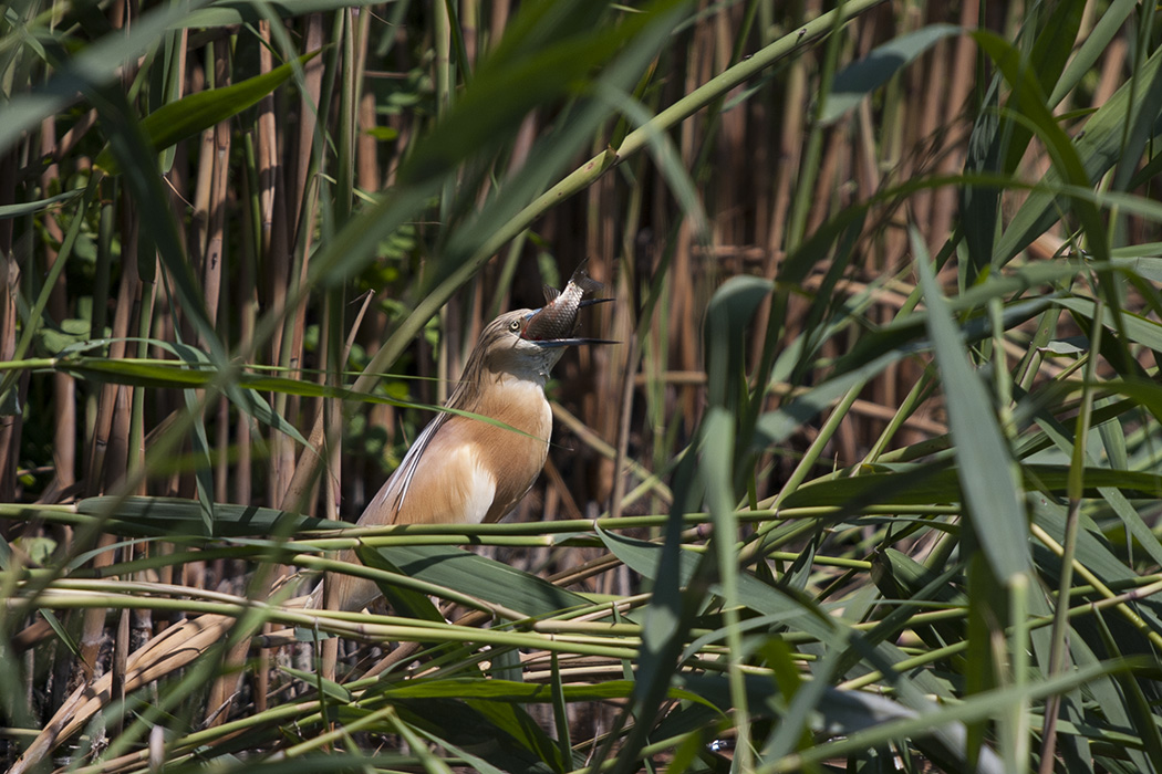 Squacco Heron